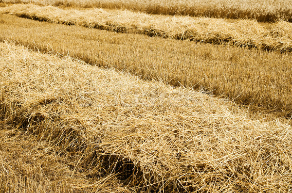 collected harvest on the field. south Ukraine Stock photo © mycola