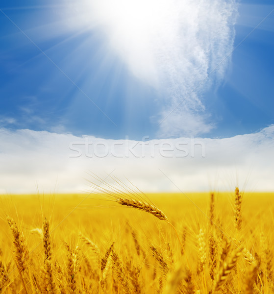 sun over golden field Stock photo © mycola