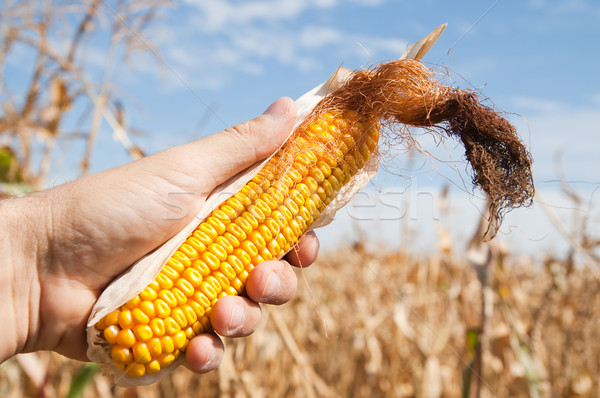 maize in hand over field Stock photo © mycola