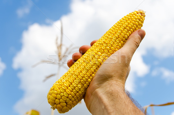 fresh golden maize in hand Stock photo © mycola