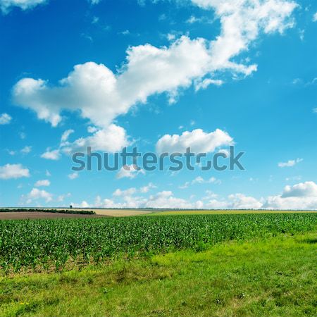 Foto stock: Campo · verde · profundo · blue · sky · nuvens · céu