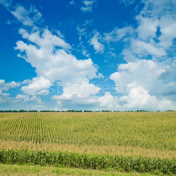 field with green maize under cloudy sky Stock photo © mycola