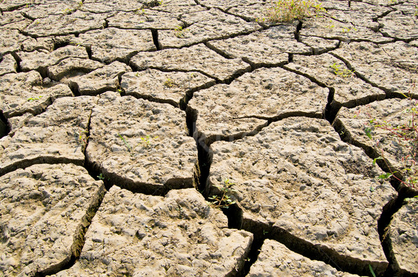 Droogte aarde scheuren zomer dood meer Stockfoto © mycola