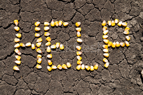word HELP from grains of corn over cracked earth Stock photo © mycola