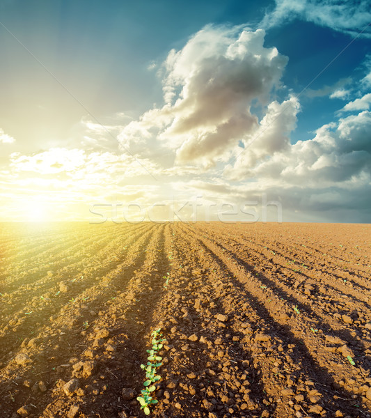 sunset in clouds and plowed field Stock photo © mycola