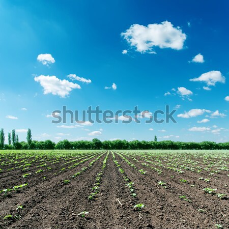 field with green sunflowers under deep blue sky Stock photo © mycola