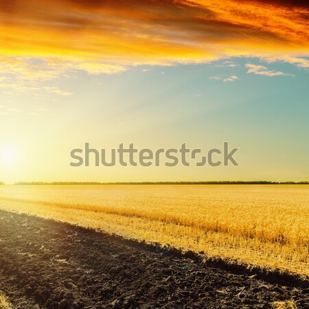 Fantástico puesta de sol verde campo cielo hierba Foto stock © mycola