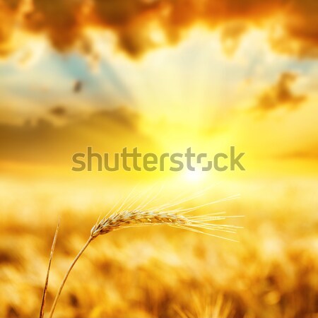 ear of wheat under sunny ray Stock photo © mycola