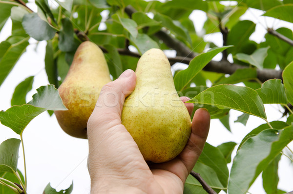 Stock photo: masculine hand pulls off an pear