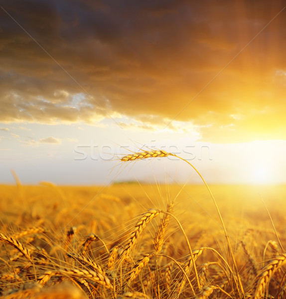 field with gold ears of wheat in sunset Stock photo © mycola