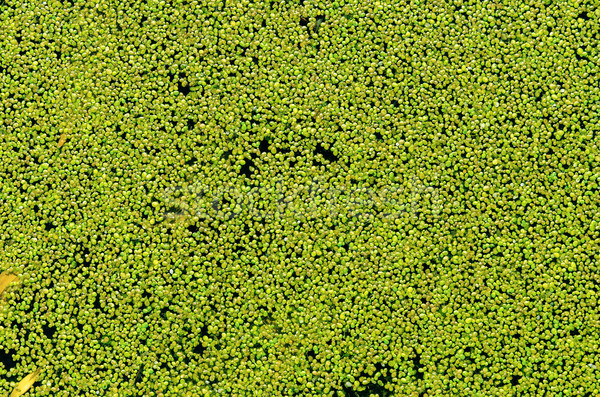 green duckweed on water as background Stock photo © mycola