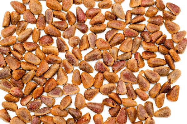 Nuts of Siberian Cedar Pine Stock photo © mycola