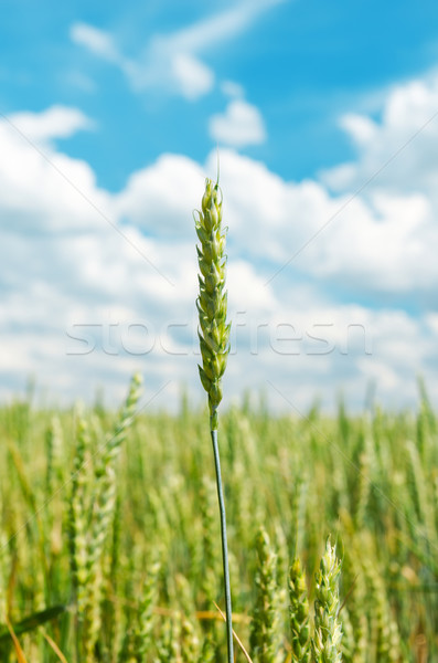 ear of wheat over field Stock photo © mycola
