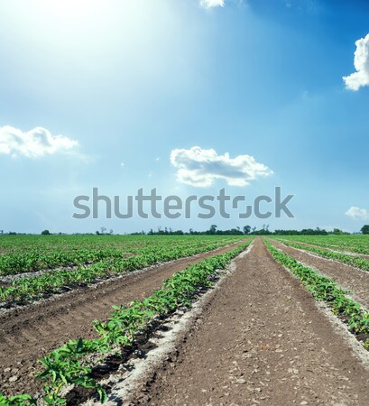 rural road in spring under cloudy sky Stock photo © mycola