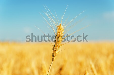 ears of wheat with flowers Stock photo © mycola
