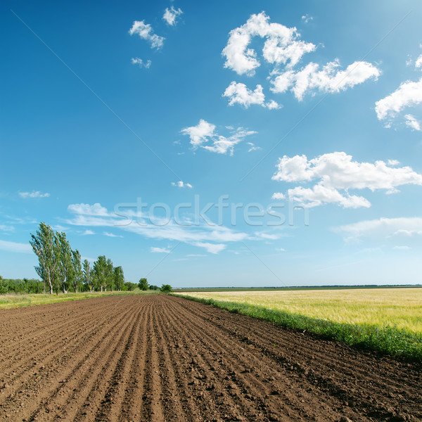 landscape with plowed field under light clouds Stock photo © mycola