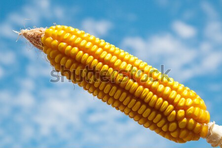 fresh raw corn on the cob Stock photo © mycola