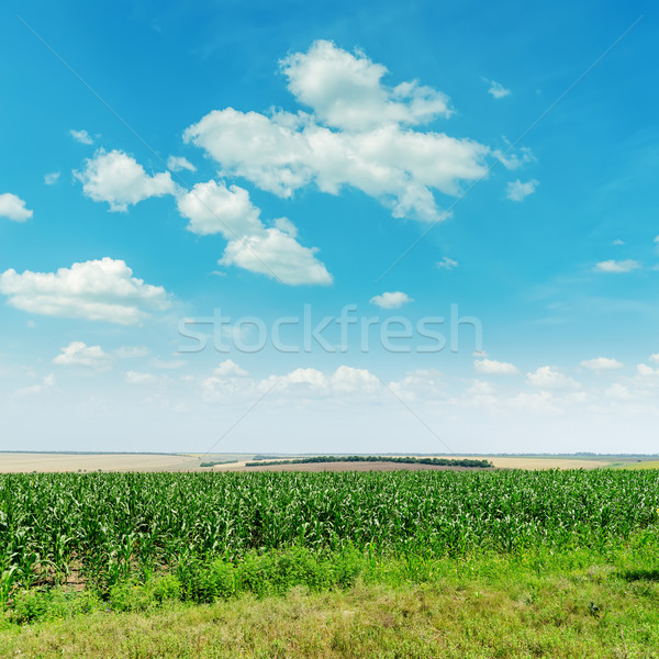 green maize field and clouds in blue sky Stock photo © mycola