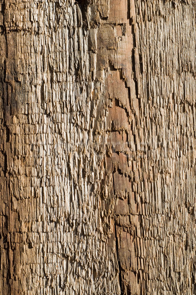 textured old wood Stock photo © mycola