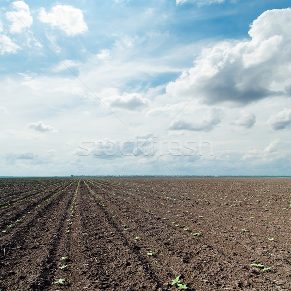plowed field with little green shots and dramatic sky Stock photo © mycola