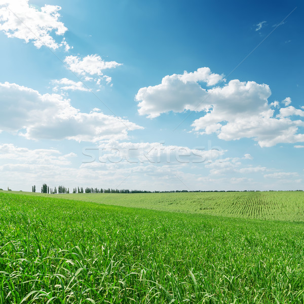 Iarba verde câmp nori copac primăvară iarbă Imagine de stoc © mycola
