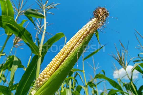 raw maize on the field Stock photo © mycola