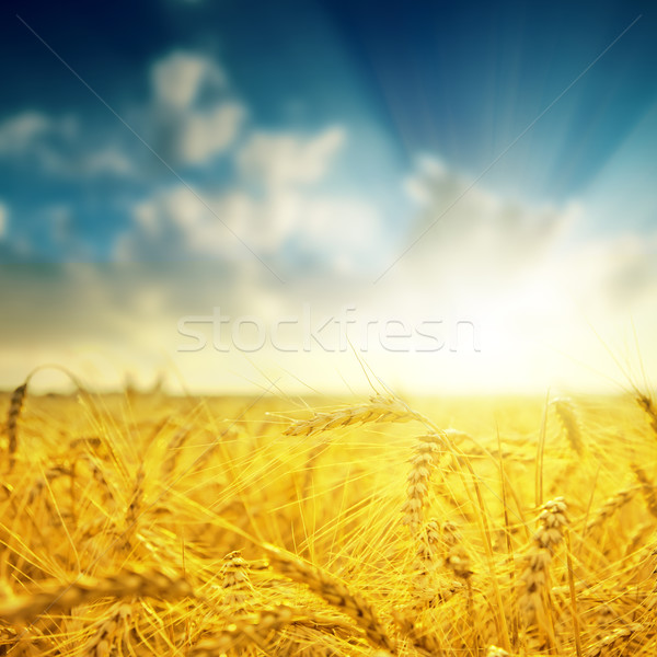 大麥 關閉 日落 軟 集中 太陽 商業照片 © mycola