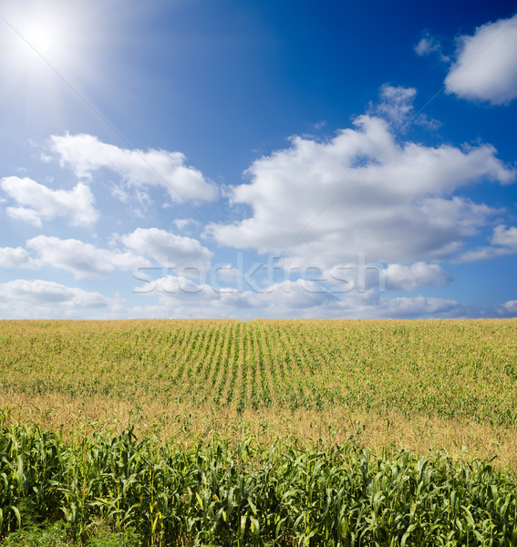 green maize field under blue sky with sun Stock photo © mycola