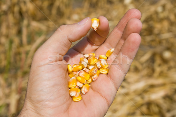 maize in hand Stock photo © mycola