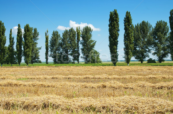 field of wheat in windrows and trees Stock photo © mycola