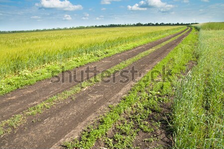 Stock fotó: Kettő · vidéki · út · zöld · mező · tavasz