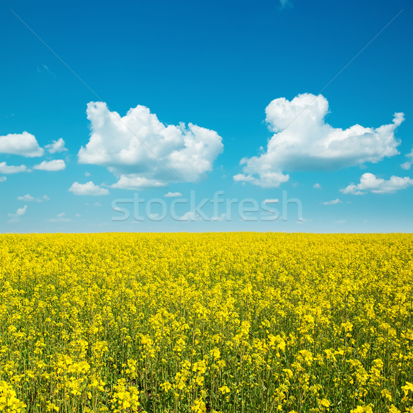 Jaune domaine viol nuages ciel bleu printemps Photo stock © mycola