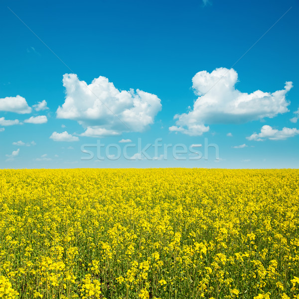 yellow field with rape and clouds in blue sky Stock photo © mycola