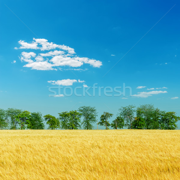 harvest field with trees under deep blue sky Stock photo © mycola