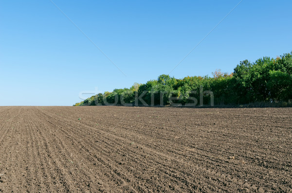 plowed field with trees and deep blue sky Stock photo © mycola