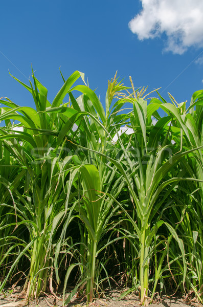 green maize field Stock photo © mycola