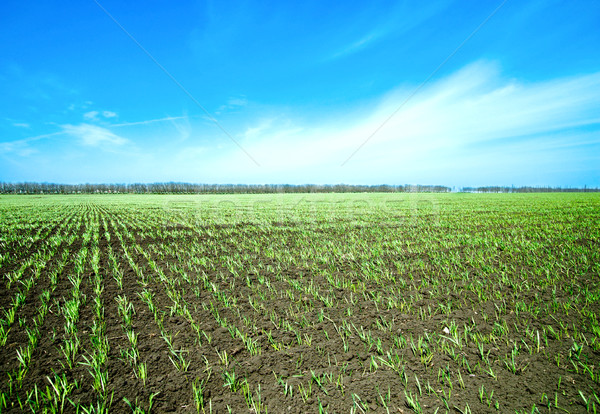 springs field and blue sky Stock photo © mycola