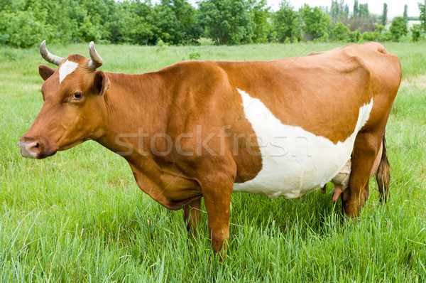 Stock photo: a red steppe cow stands on the field