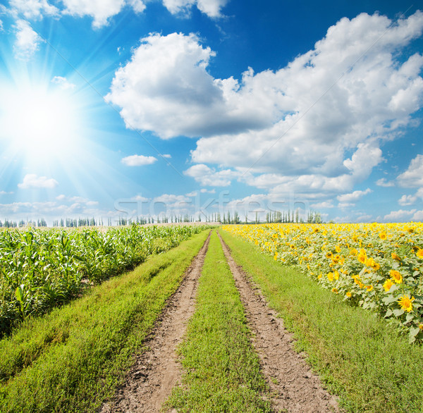 Sonne Wolken ländlichen Straße Gras Natur Stock foto © mycola