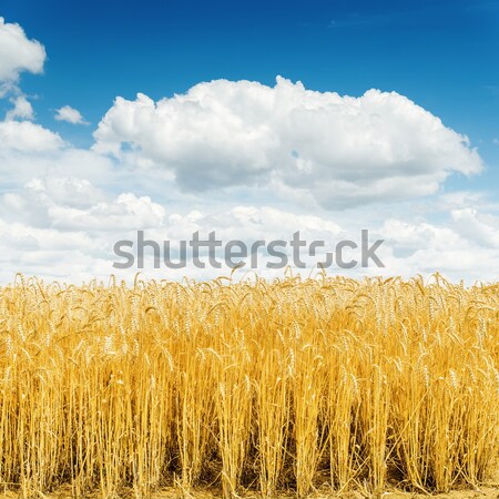 golden harvest on field under deep blue sky Stock photo © mycola