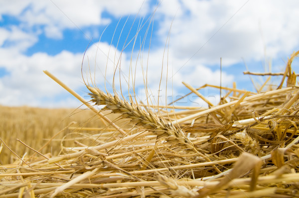 ear of wheat Stock photo © mycola