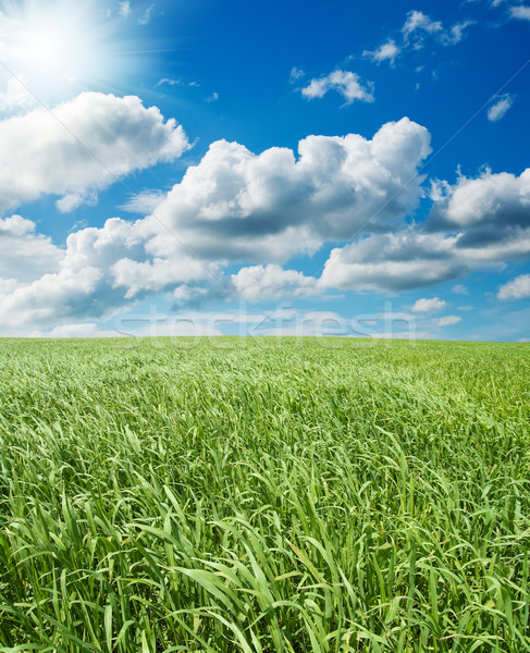 field with green grass under deep blue sky with sun Stock photo © mycola
