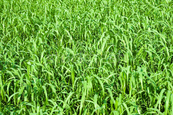 green grass on the summers field Stock photo © mycola