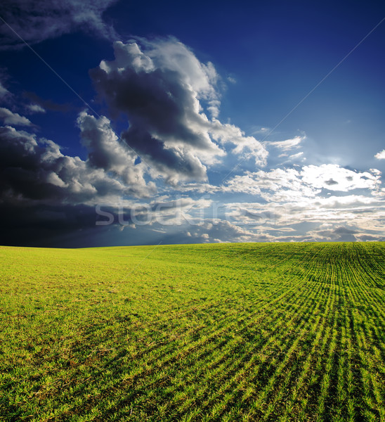 field with green grass under deep blue sky Stock photo © mycola