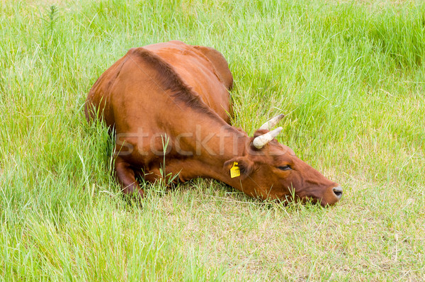 a red steppe cow lies on a grass Stock photo © mycola