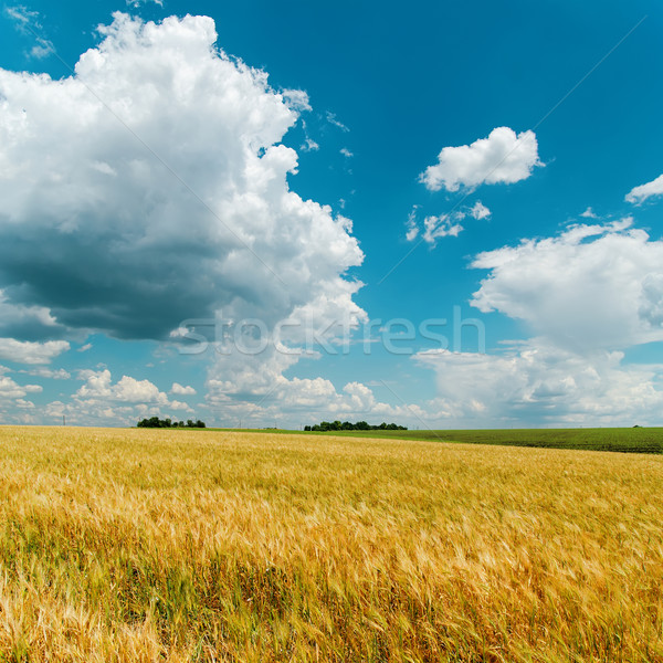 cloudy blue sky and golden field Stock photo © mycola