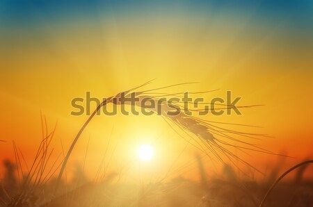 Orz apus cer soare natură lumina Imagine de stoc © mycola