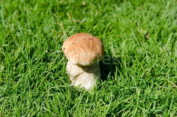Comestível cogumelo grama outono planta fresco Foto stock © mycola
