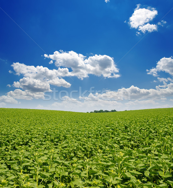 Foto stock: Campo · verde · girassóis · profundo · blue · sky · céu