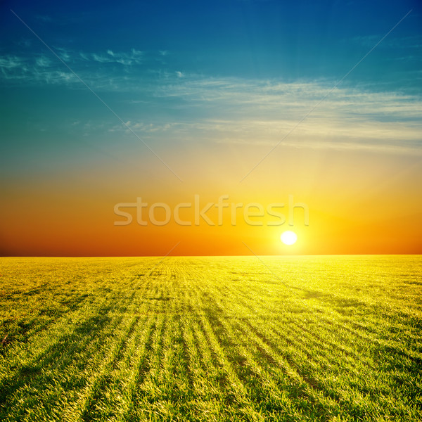 good sunset over green field Stock photo © mycola